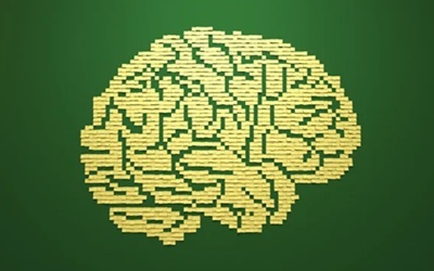 Human brain
